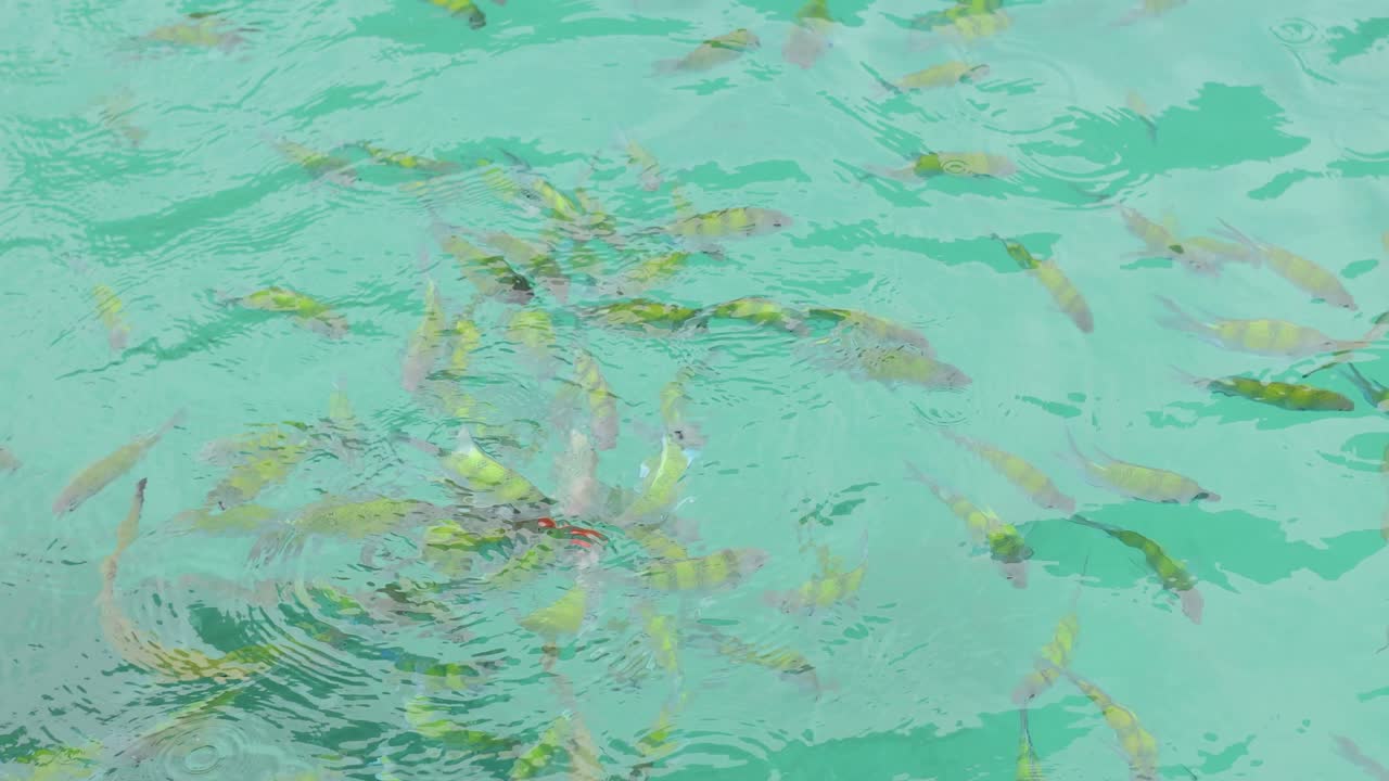 푸른 물 에 있는 물고기 들 의 무리