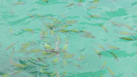 escolas de peces en aguas turquesas