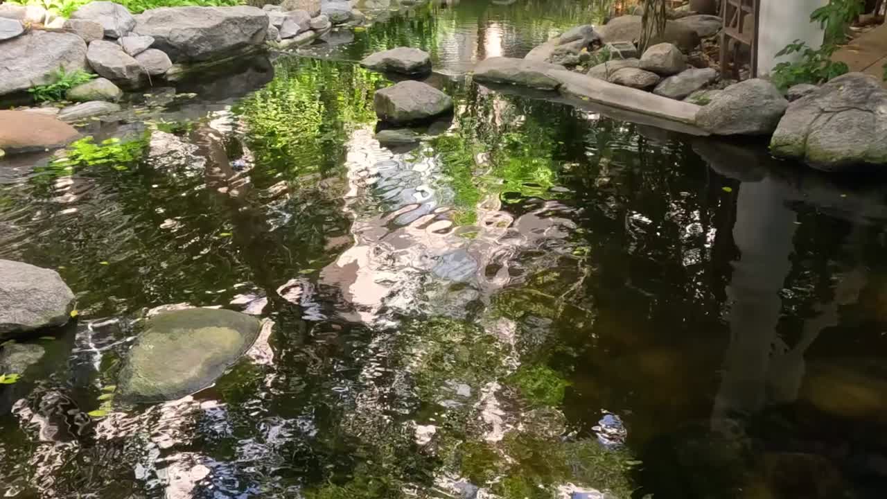 A close-up view of a garden pond with stones and lush reflections, capturing tranquil water and greenery.