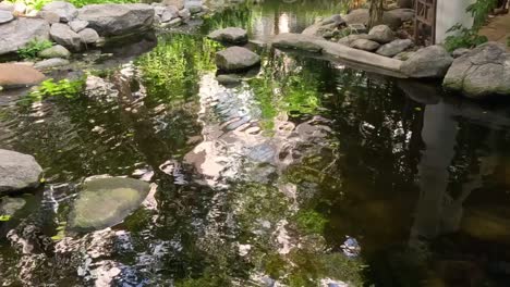 a close-up view of a garden pond with stones and lush reflections, capturing tranquil water and greenery.