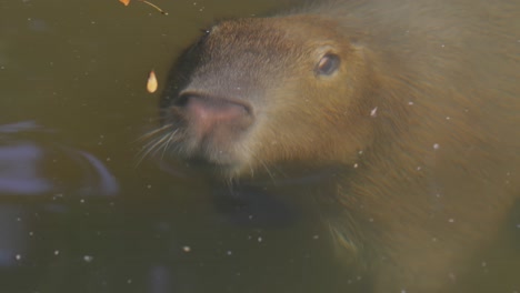 Capybara-or-greater-capybara-(Hydrochoerus-hydrochaeris)-is-a-giant-cave-rodent-native-to-South-America.-It-is-the-largest-living-rodent-and-a-member-of-the-genus-Hydrochoerus.