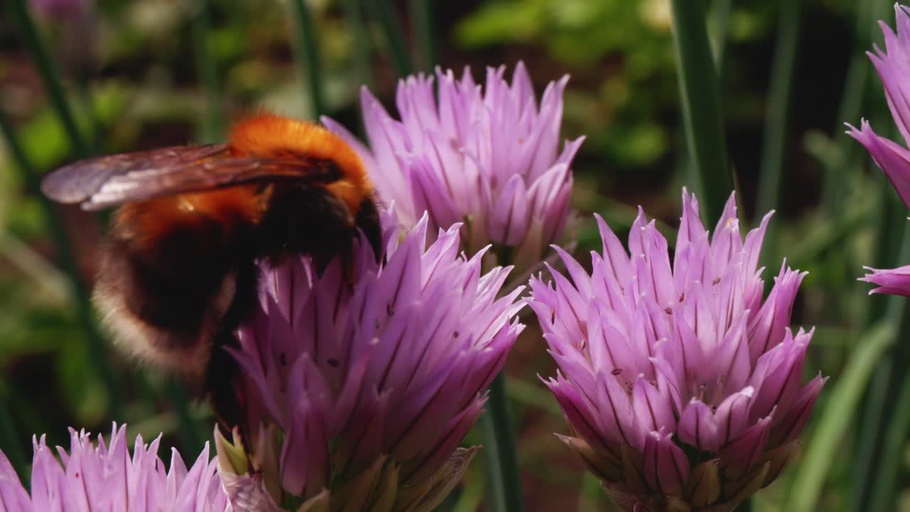 Bumblebee on a Chive Flower