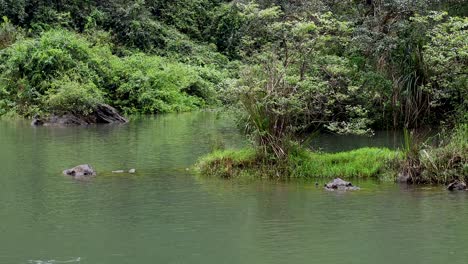 paseo en barco a través de la vegetación exuberante y las aguas tranquilas