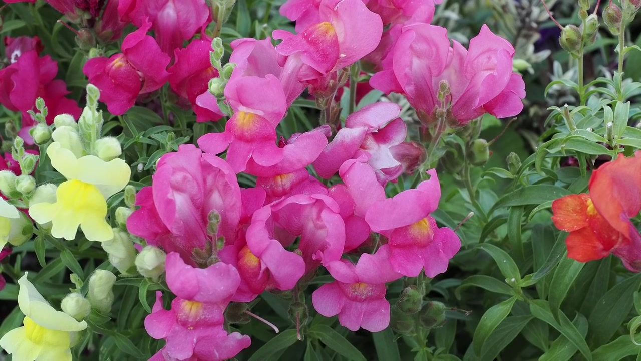Bunga snapdragon aneka warna dengan bunga merah muda, kuning, merah, dan oranye