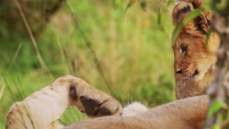 Toma-En-Cámara-Lenta-De-Cerca-De-Cachorros-De-León-Jóvenes-Descansando-En-Praderas-Verdes,-Conservando-Energía,-Cinco-Grandes-Vida-Silvestre-Africana-En-La-Reserva-Nacional-De-Maasai-Mara,-Kenia,-Animales-De-Safari-En-áfrica