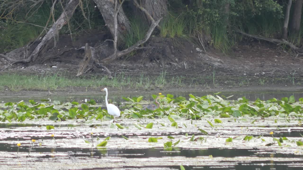 라인강-1의 측면 암에 있는 수련 사이를 걷고 있는 흰 중대 백로