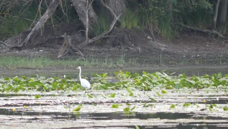 White-Great-Egret-Walking-Between-Water-Lillies-on-a-Side-Arm-of-the-Rhine-River-1