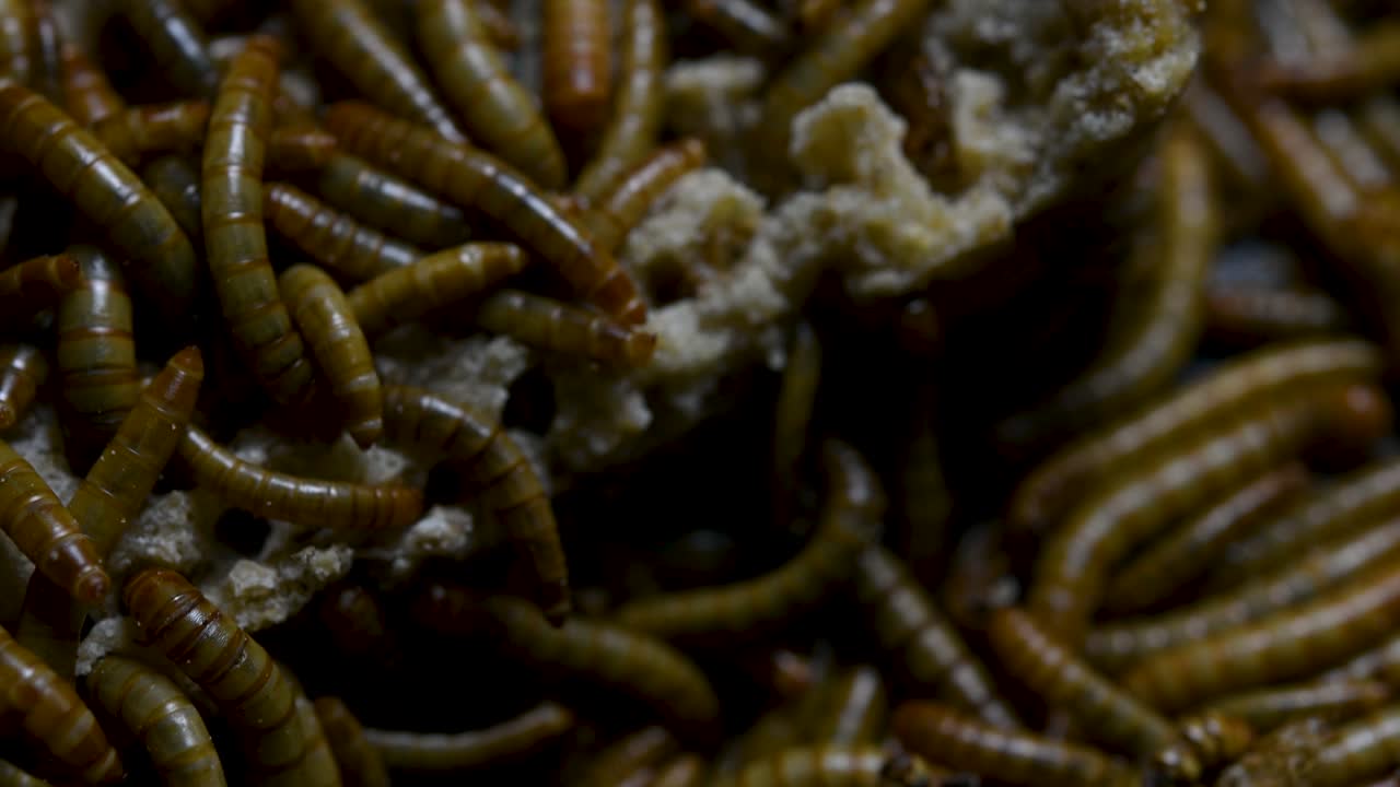 el gusano de la harina es una especie de escarabajo oscuro que se usa para alimentar mascotas como peces, serpientes, pájaros y ranas