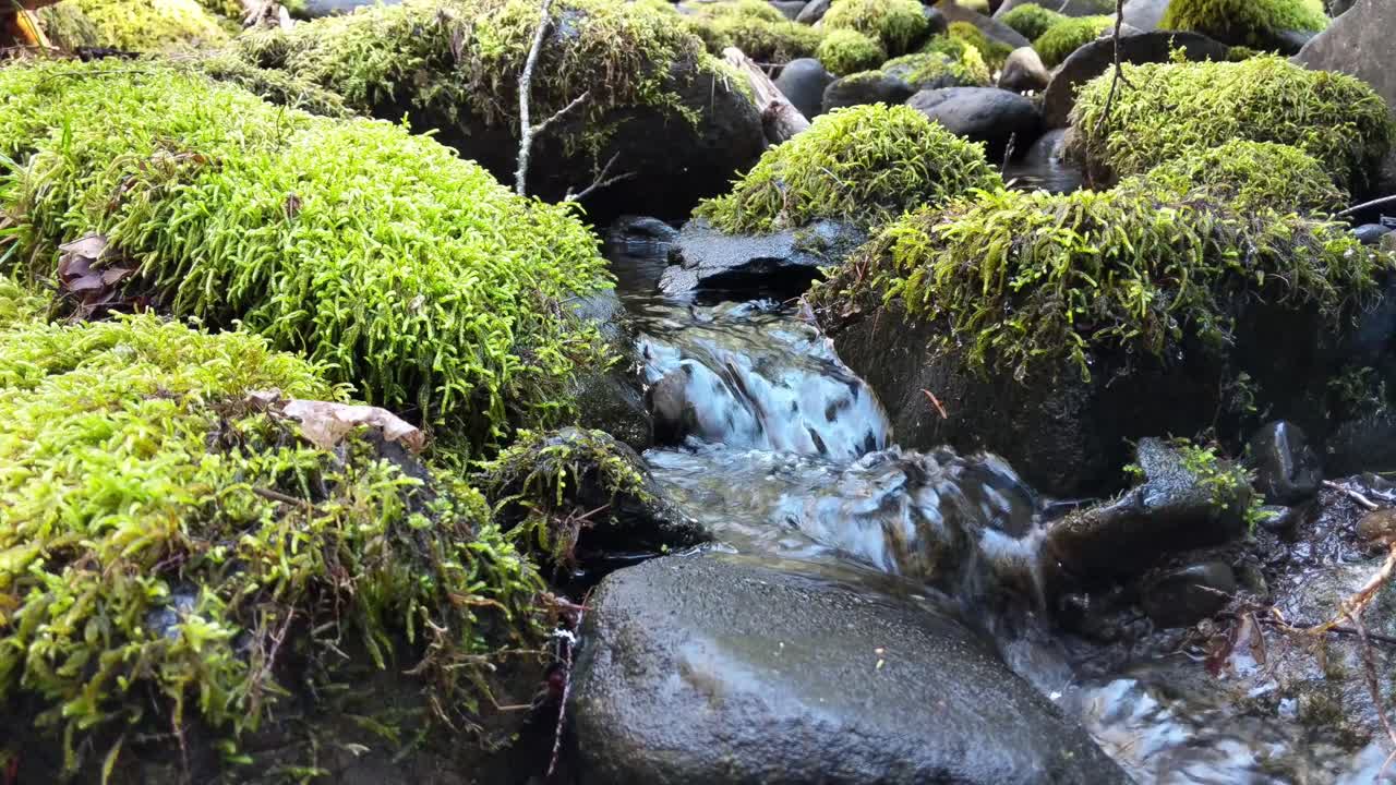 agua que fluye sobre rocas cubiertas de musgo en el bosque del bosque nacional olímpico