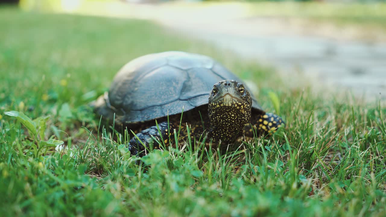 The land turtle in the grass. A turtle running into the woods