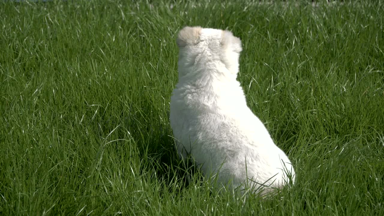 알라바이 품종의 강아지