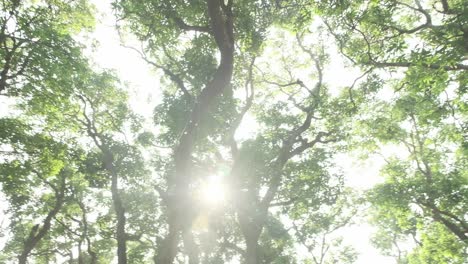 In-the-woods-looking-at-treetops-on-sunny-day