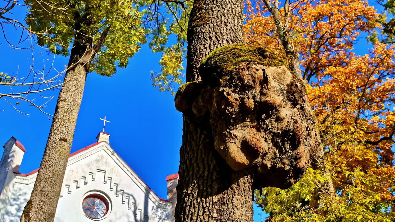 Closeup footage of tree burl on a trunk of a tree against blue sky. Church at background