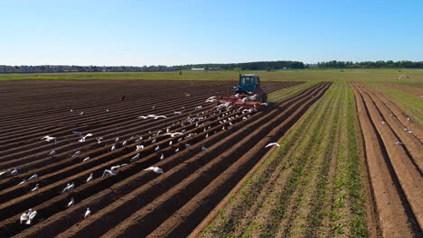 los pájaros hambrientos están volando detrás del tractor, y comen grano de la tierra cultivable.