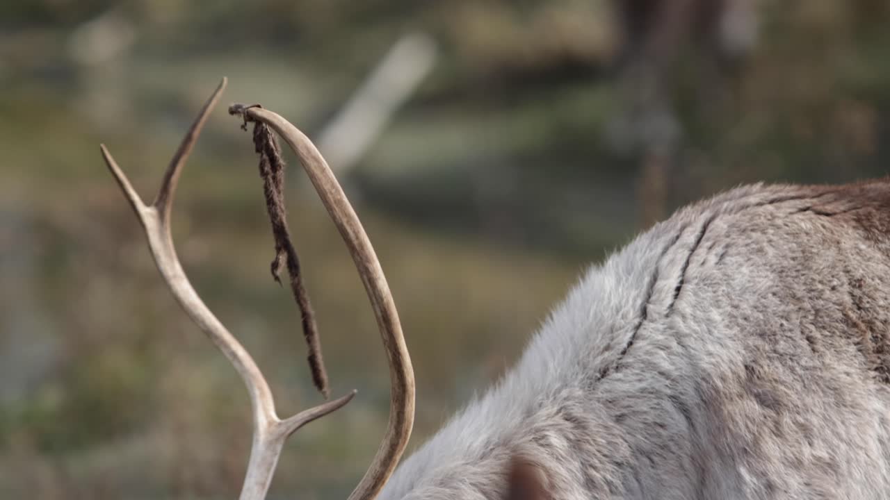 짐승이 지나갈 때 벨벳이 매달려 있고 디테일이 있는 순록 뿔