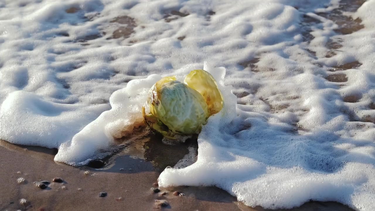 Onde al rallentatore inghiottono un cavolo spiaggiato, creando un insolito filmato costiero.