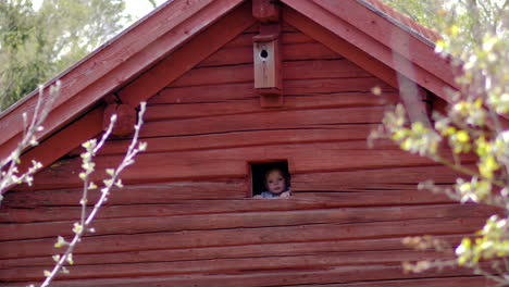 toddler peeps out of hole in old falu red barn, traditional swedish summer view