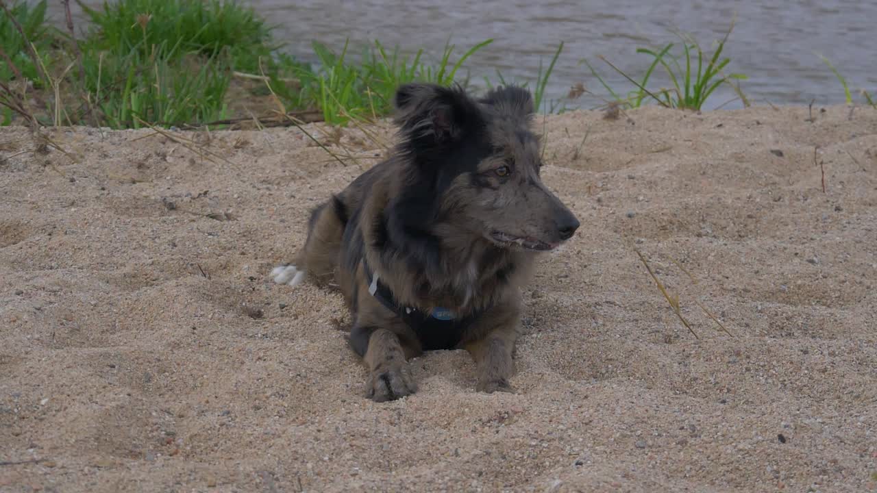 perro border collie en la arena con el fondo de un río