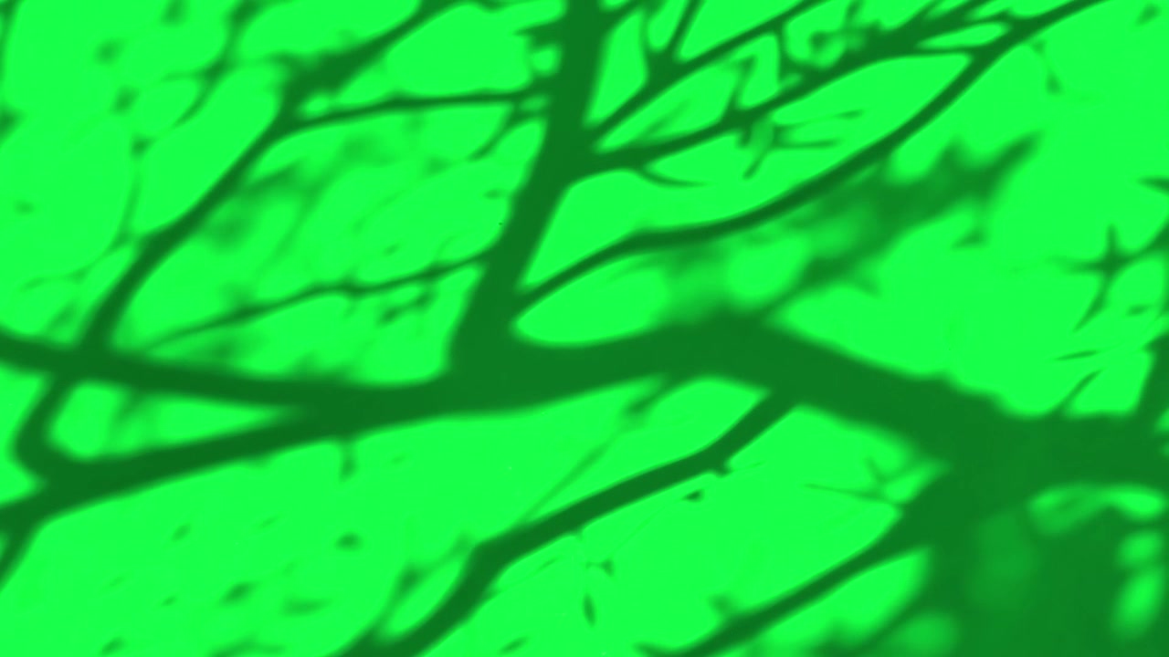 Moving Tree Branch Shadows on Green Screen Background
