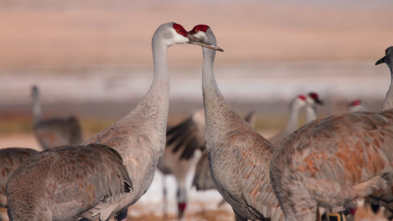 두 마리의 샌드힐 크레인이 백그라운드에서 눈 인 필드와 함께 프로필 촬영되었습니다.