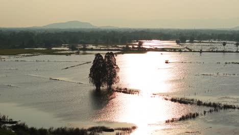 flooded rice paddy at sunrise/sunset