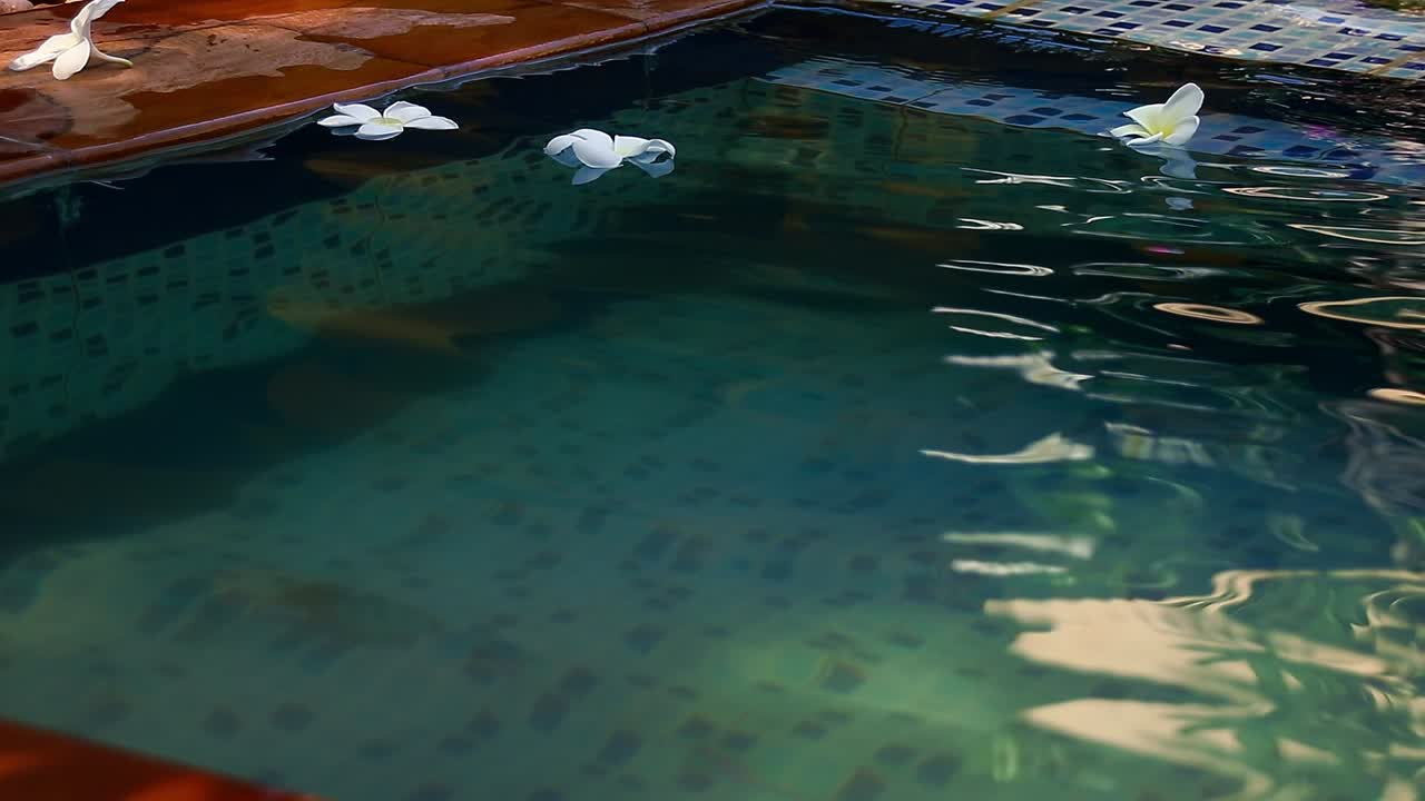 스파, 웰빙, 미용 및 여름 레저의 개념을 보여주는 수영장에 떠 있는 흰색 프랑기파니 꽃