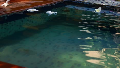 White-frangipani-flowers-floating-on-a-swimming-pool-showing-the-concept-of-spa,-wellness,-beauty-and-summer-leisure