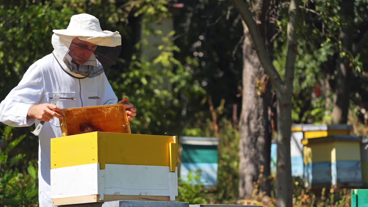 Apiculturist near beehive. Male beekeeper in protective hat and suit working in the bee-garden in bright summer day. Apiarist prepares frames with scrub.