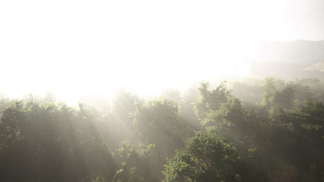 morning-fog-in-dense-tropical-rainforest