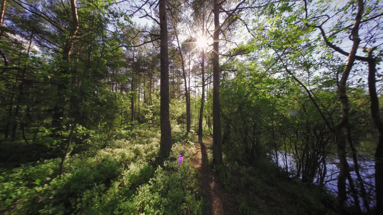 un paseo por el bosque en un hermoso día de verano