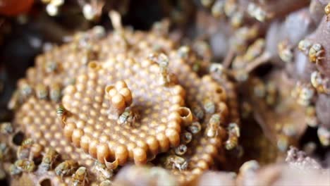 extreme close and and panning right of a honeycomb and bees