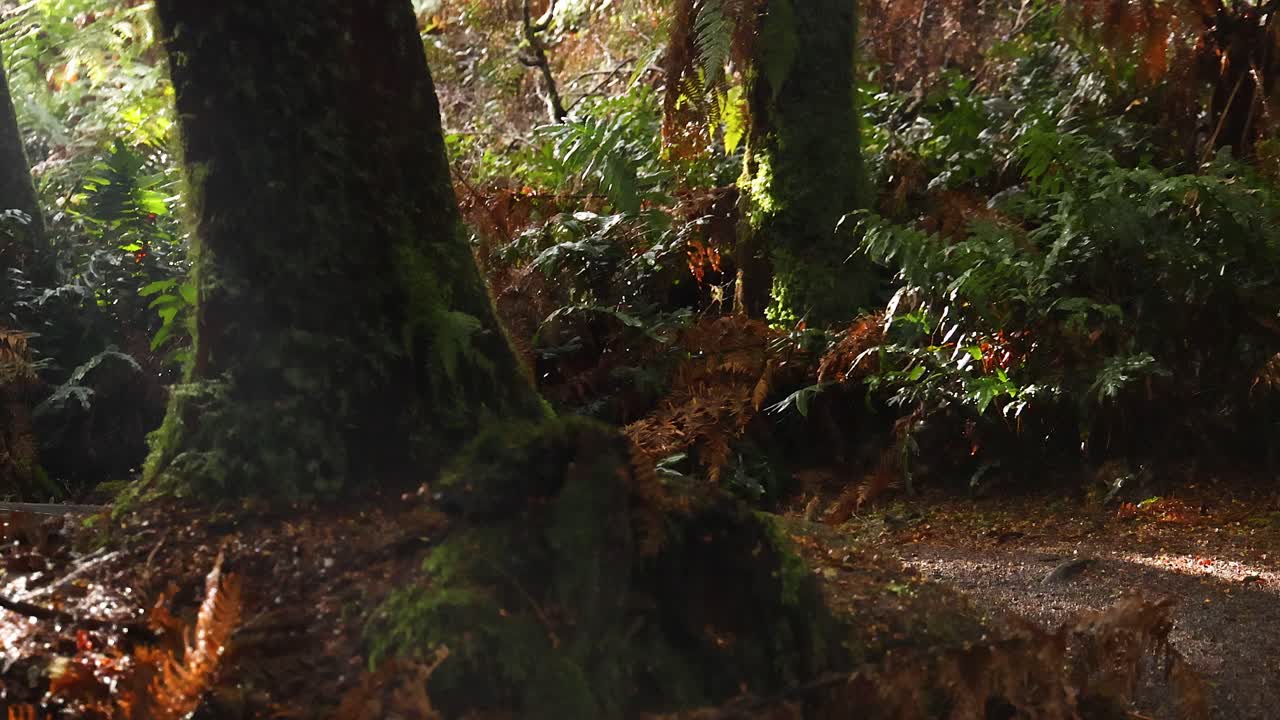 la luz del sol filtrándose a través de los helechos en un exuberante bosque tropical