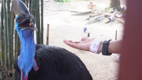 Touristische-Handfütterung-Flugunfähiger-Südlicher-Kasuar,-Casuarius-Casuarius-Im-Langkawi-Wildpark,-Malaysia,-Nahaufnahme-Handgehaltene-Bewegungsaufnahme