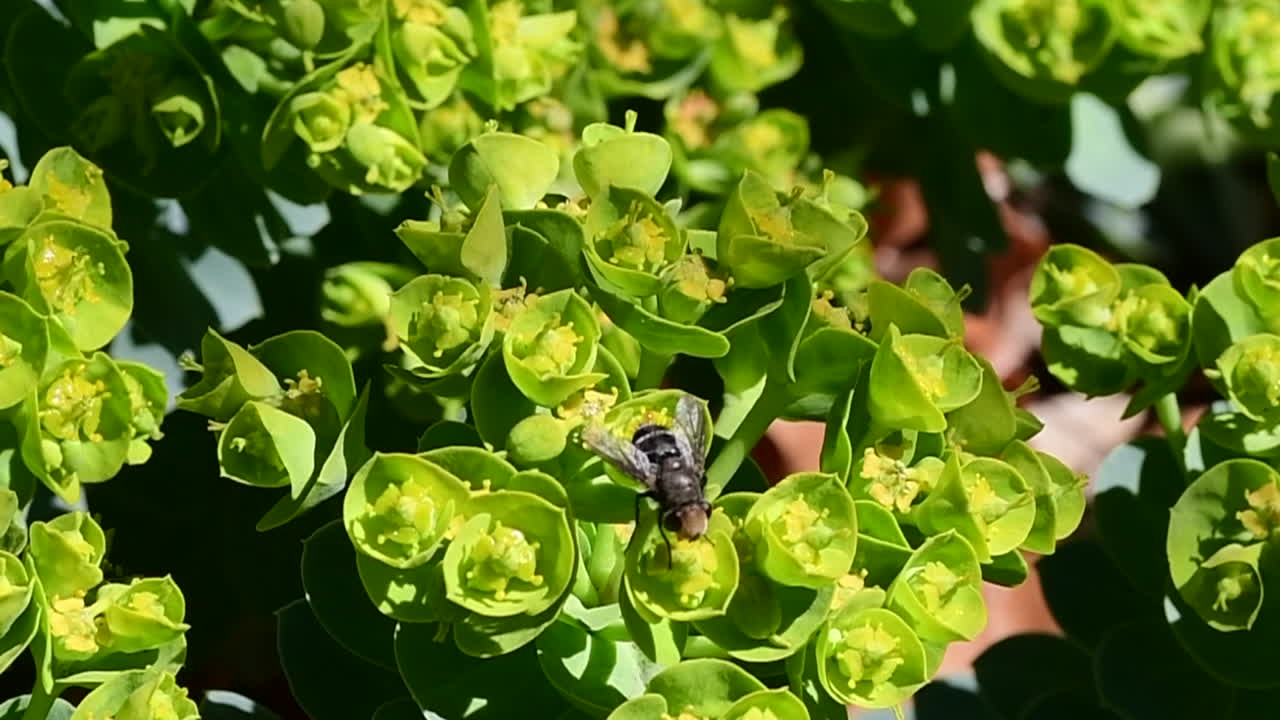 A small fly on a plant in a garden