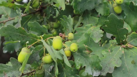 acorn tree with acorns in summer stock footage