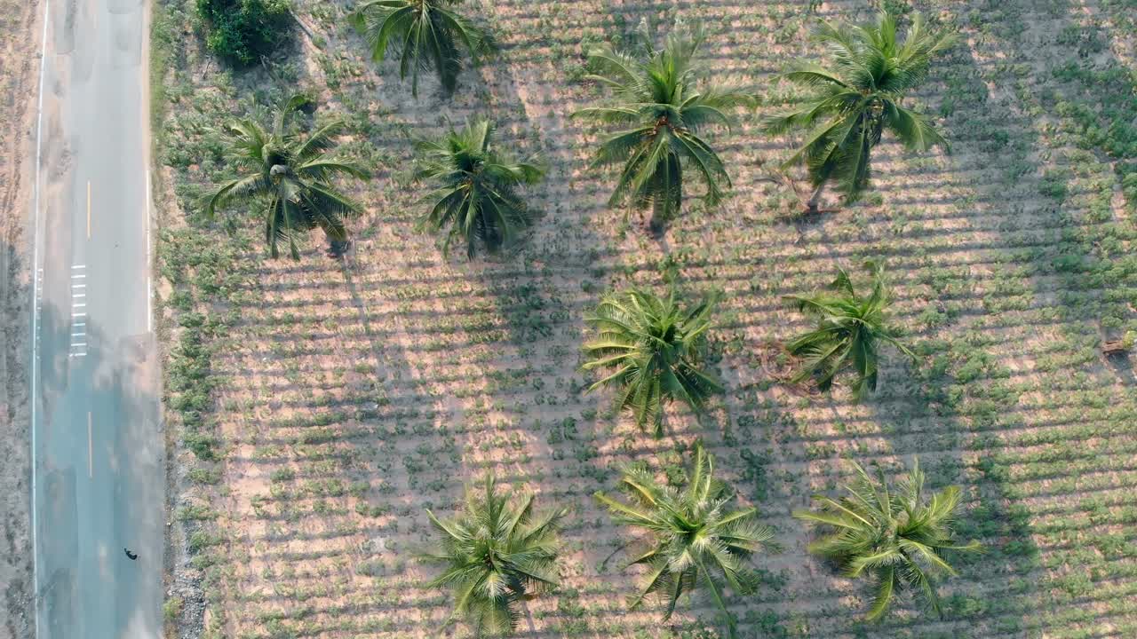 bosque fresco de palmeras verdes tropicales y campo rural