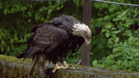 águila calva adulta muy joven sentada en una pared de piedra