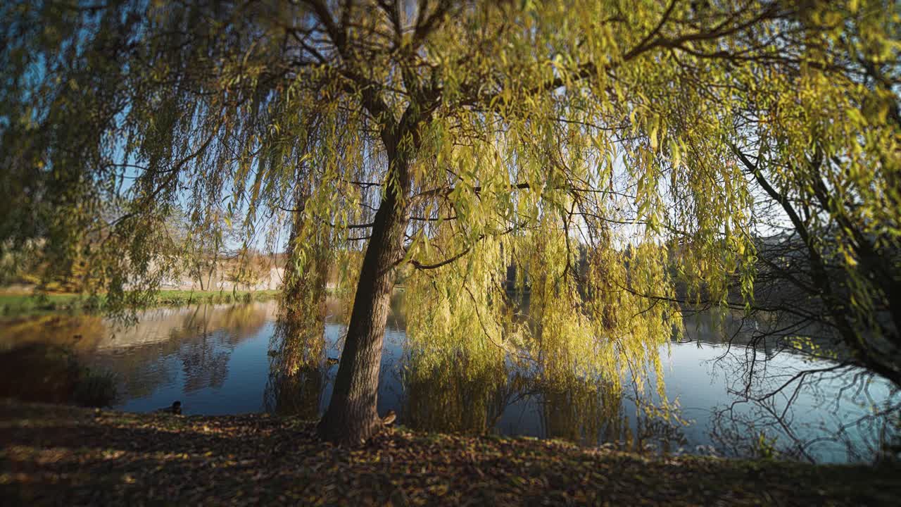 A beautiful weeping willow tree on the bank of the pond