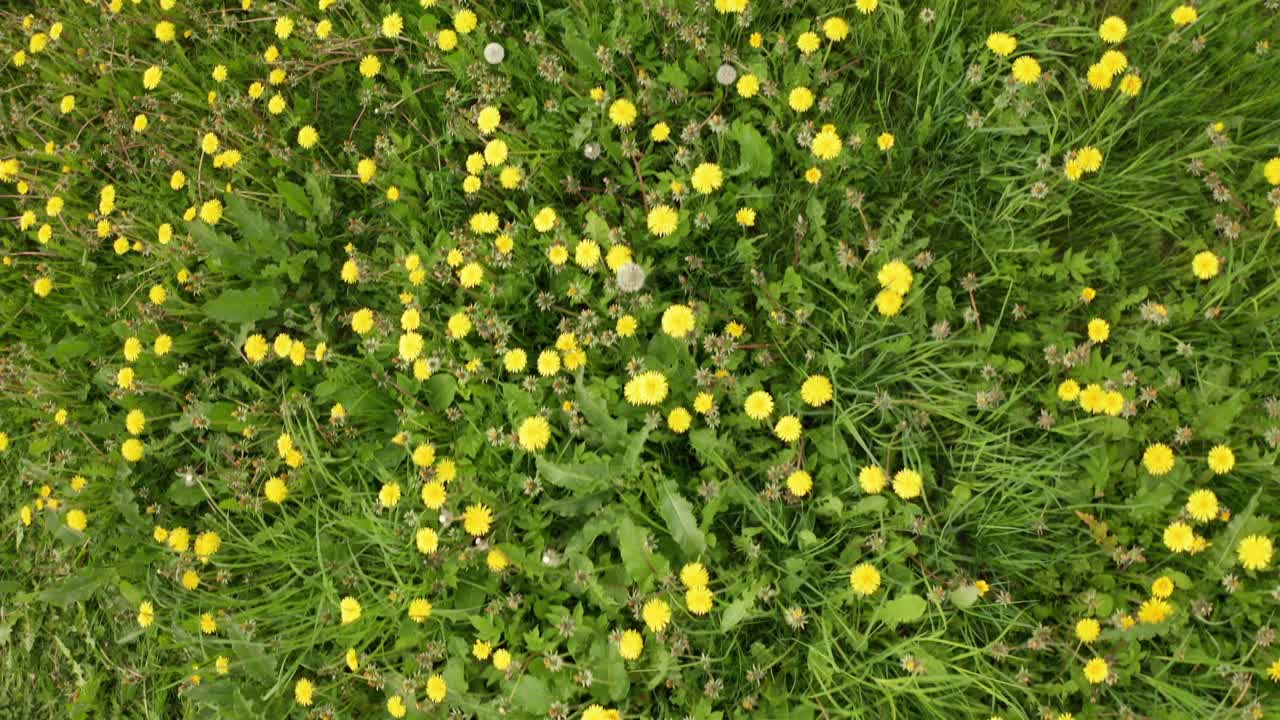 하르당에르 사과 농지에서 바람에 부는 민들레 야생화 초원 - 흐린 날에 앞으로 움직이는 새눈 공중