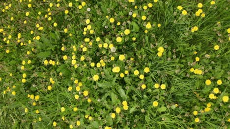 dandelion wild flower meadow blowing in the wind at hardanger apple farmland- closeup forward moving birdseye aerial at overcast day