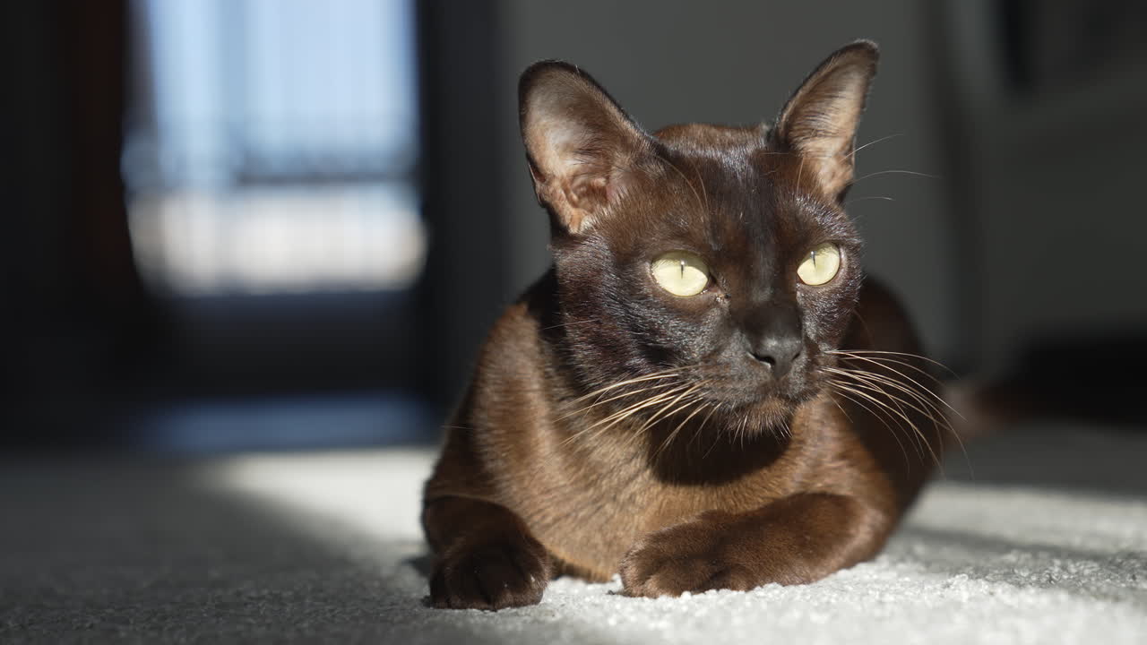 Animale domestico scuro, soffice e carino che gioca in casa. Gattino divertente sdraiato a terra.