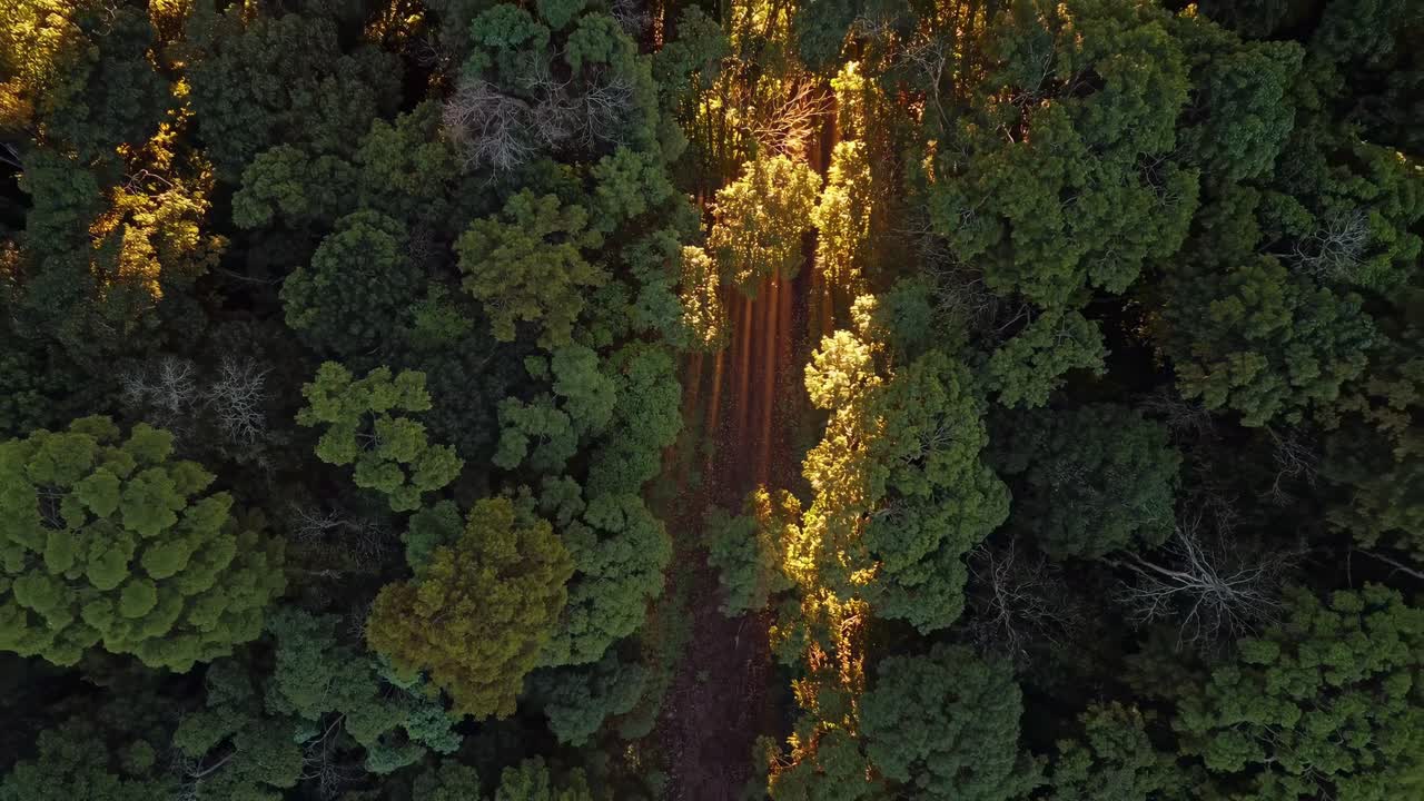 Warm golden rays penetrating dense woodland foliage, revealing shadowy forest pathway winding through lush green landscape, highlighting natural luminosity and serene wilderness depth