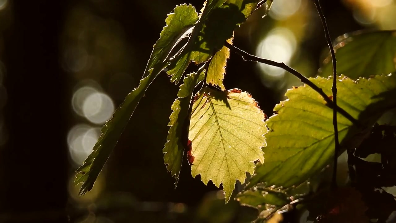Zonovergoten bladeren scherp in beeld tegen een zachte bokeh-achtergrond, wat rust oproept.