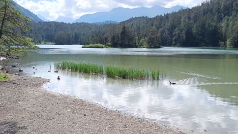 patos nadando en la naturaleza en un lago en los alpes en austria