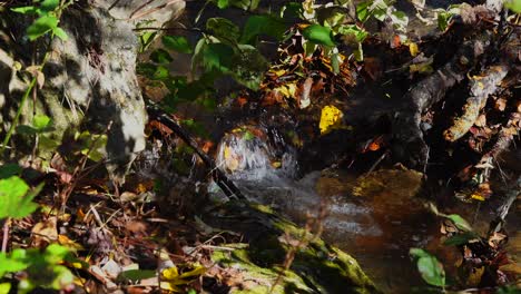 Small-creek-with-a-water-fall-in-Amicalola-Falls-state-park