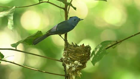 seen perched on the vertical branch as it looks around while its chicks wanting more food, black-naped blue flycatcher hypothymis azurea, thailand