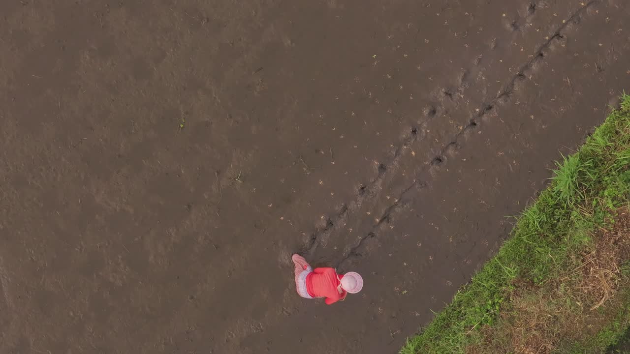 Aerial perspective of villager sowing rice in dawn light, Bali