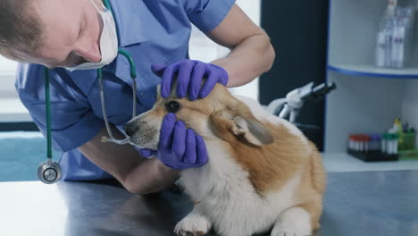 a team of veterinarians examines the ears of a sick corgi dog