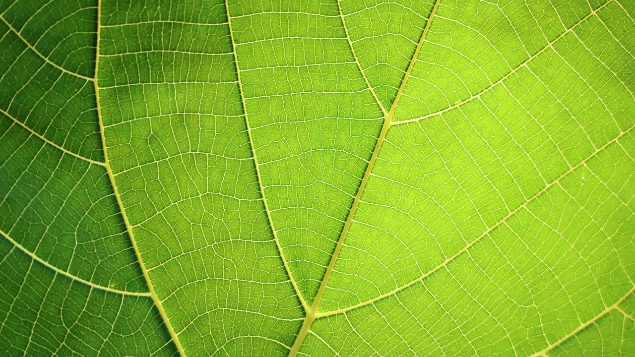 A macro shot of the intricate veins on a vibrant green leaf