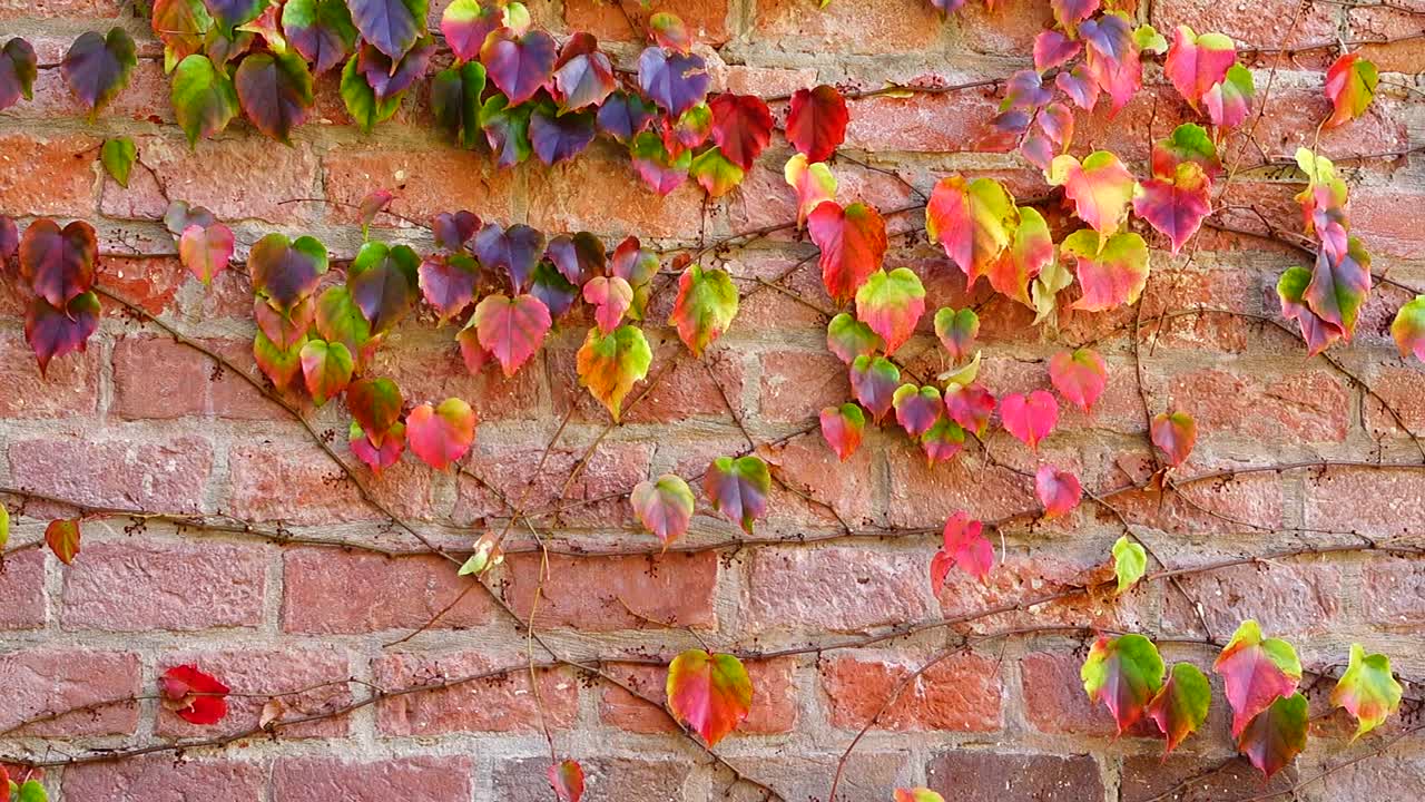 Edera sul muro di mattoni della casa. Riprese in autunno